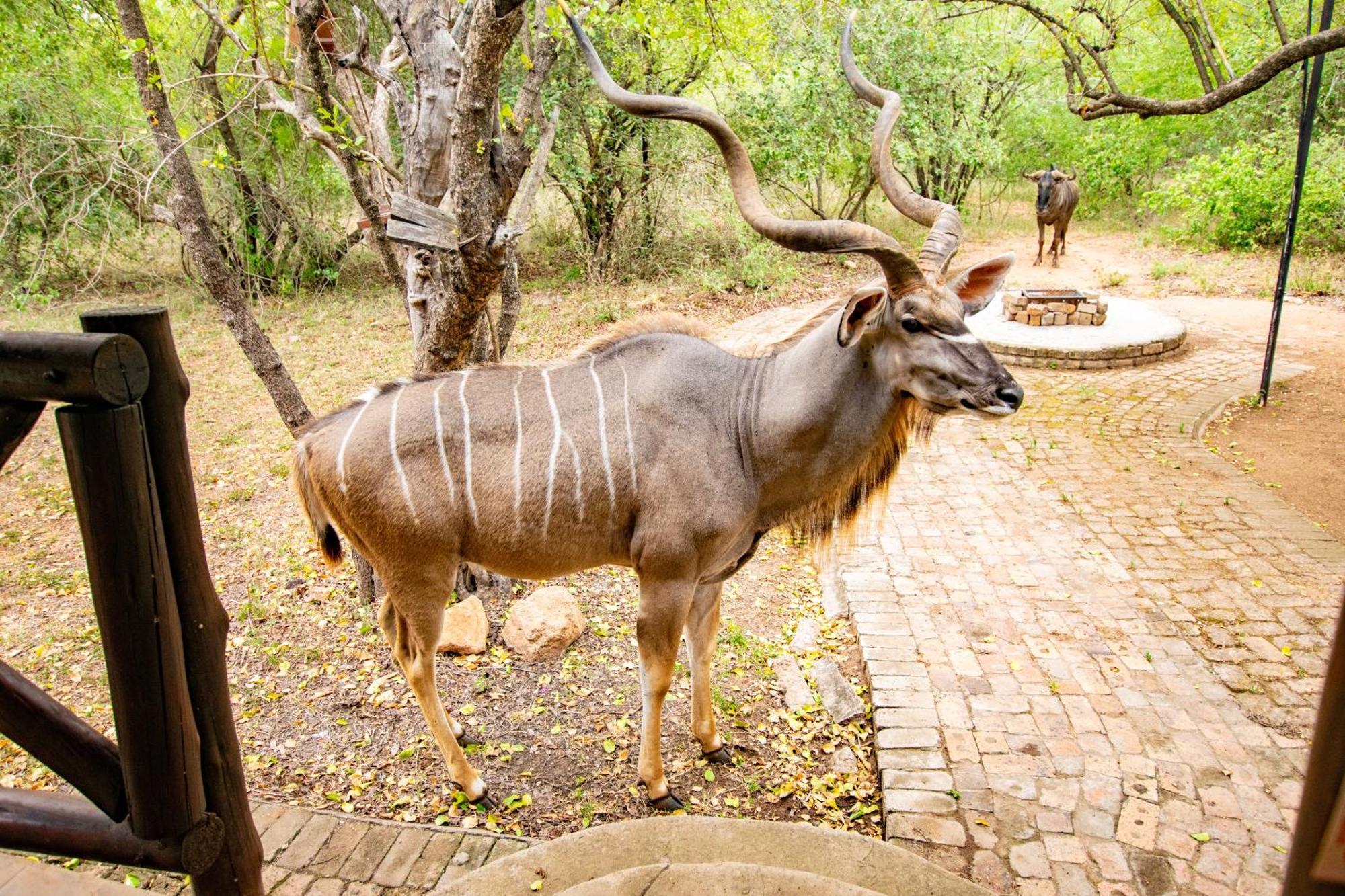 Adventure Bush House Villa Marloth Park Exterior photo