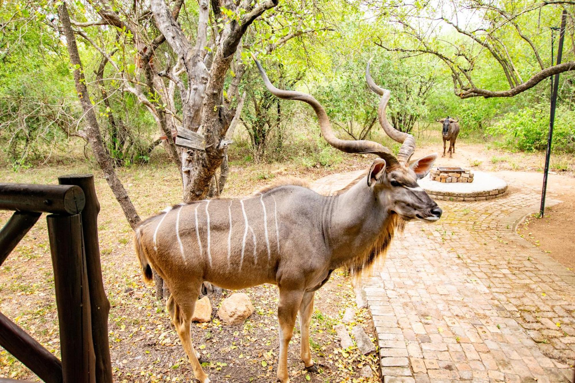 Adventure Bush House Villa Marloth Park Exterior photo